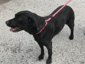 Cassie   4 years old Rehomed July 2019