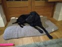 Edie   1 year old Rehomed October 2019