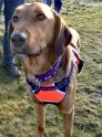 Sherry   3 years old Rehomed December 2019