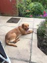 Star   3.5 years old Rehomed April 2019