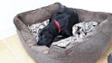 Winston   1 year old lab cross x lurcher Rehomed June 2019