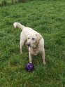 Barney   6 years old Rehomed October 2020