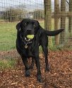 Bruce   3 years 4 months old Rehomed February 2020