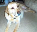 Sandy   7 years old Rehomed January 2020
