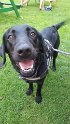 Cara   4 years 9 months old Rehomed July 2021
