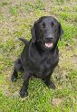 Monty   2 years 7 months old Rehomed July 2021