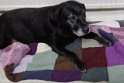 Toby   13 years old Lifetime Fostered December 2021