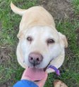 Lottie   Believed to be between 8 & 9 years old Lifetime Fostered April 2023